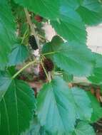 Image of black mulberry