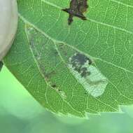 Image of Stigmella argentifasciella (Braun 1912) Newton et al. 1982