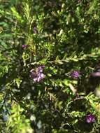 Image of false heather