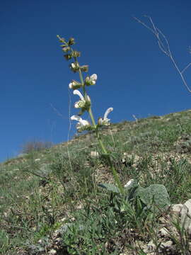 Salvia verbascifolia M. Bieb. resmi