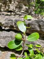 Salacia madagascariensis (Lam.) DC.的圖片