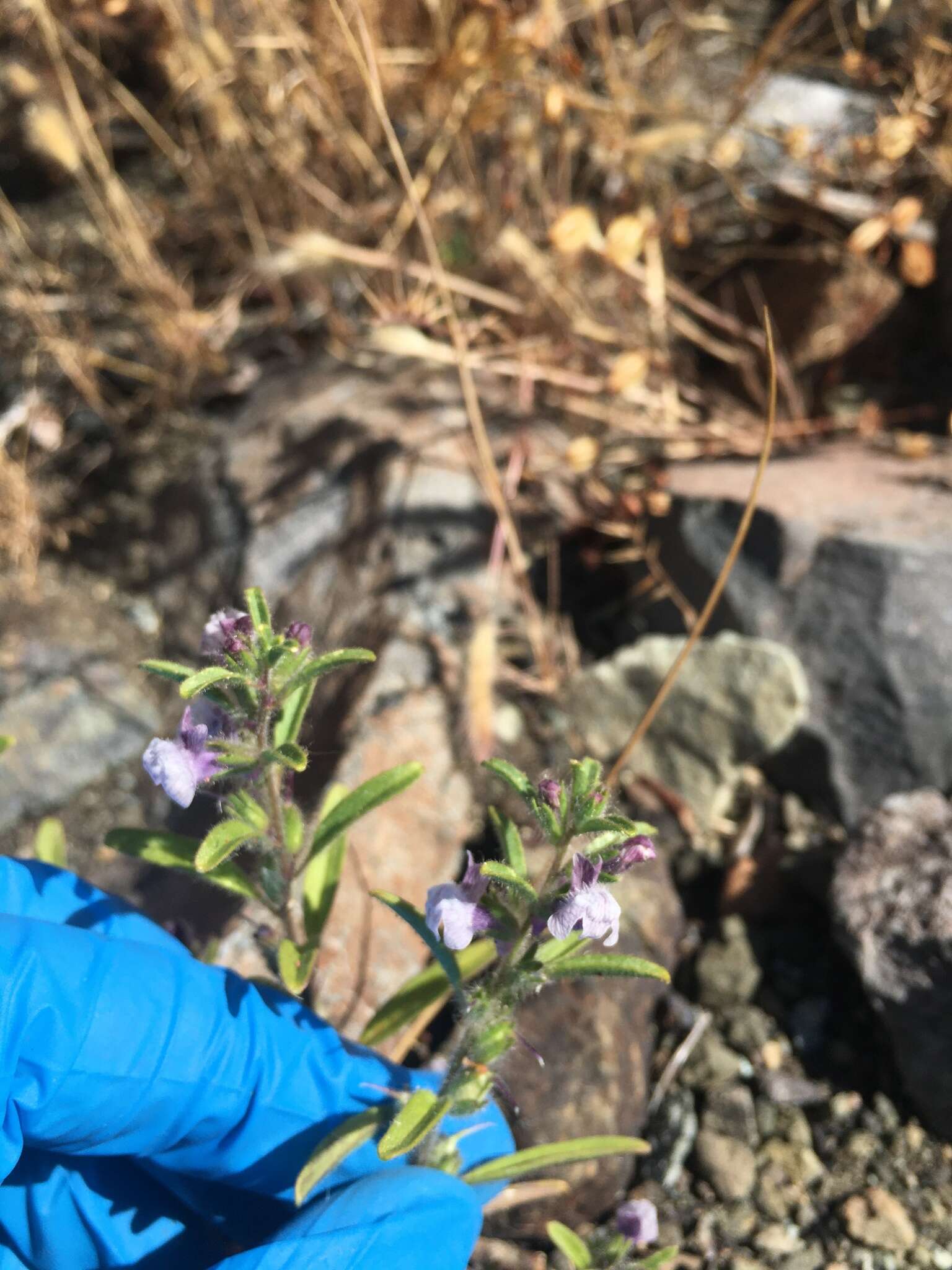 Image of spurred snapdragon