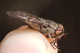 صورة Tabanus glaucopis Meigen 1820