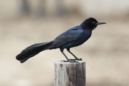 Image of Boat-tailed Grackle