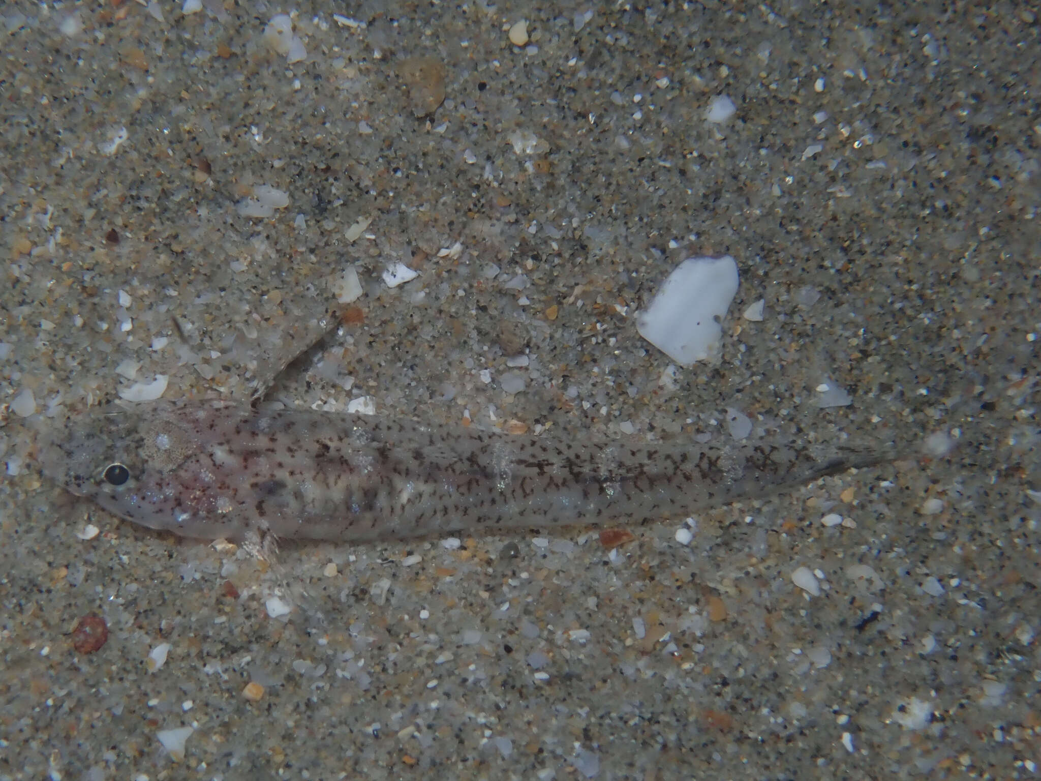 Image of Marbled Goby