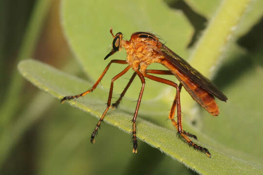 Image of Diogmites neoternatus (Bromley 1931)