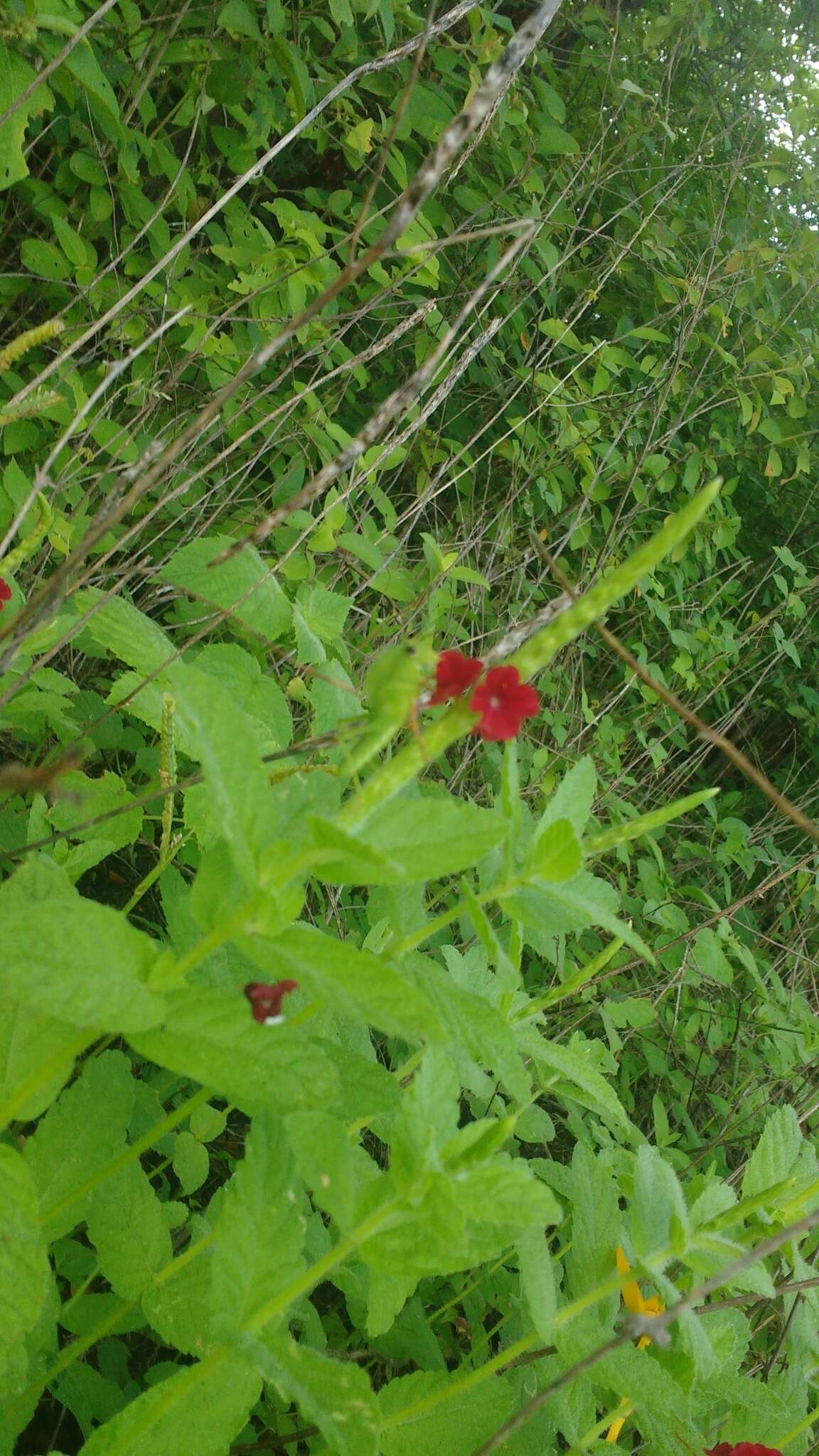 Stachytarpheta sessilis Moldenke的圖片