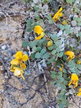 Plancia ëd Senna purpusii (Brandegee) H. S. Irwin & Barneby