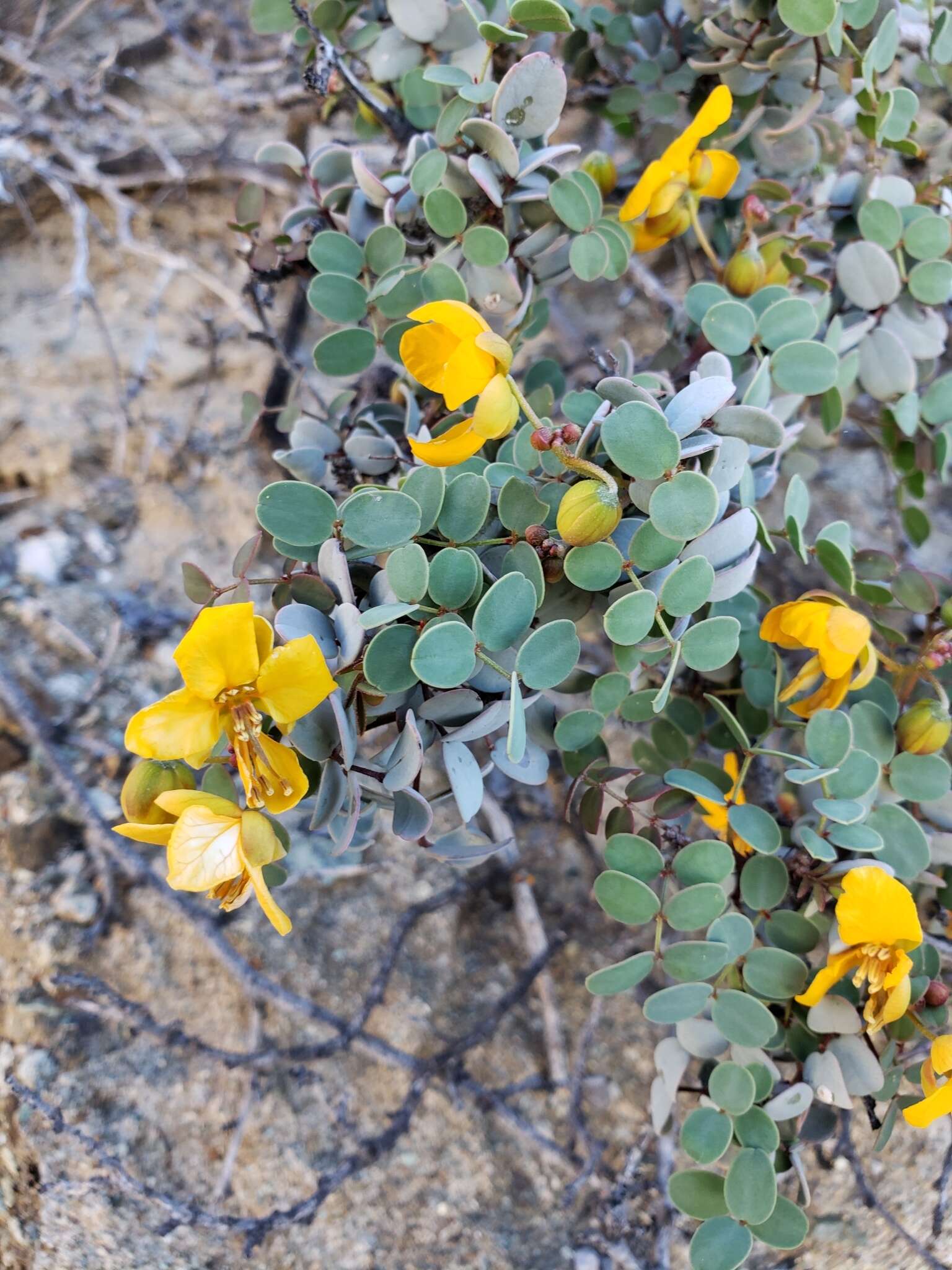 Plancia ëd Senna purpusii (Brandegee) H. S. Irwin & Barneby