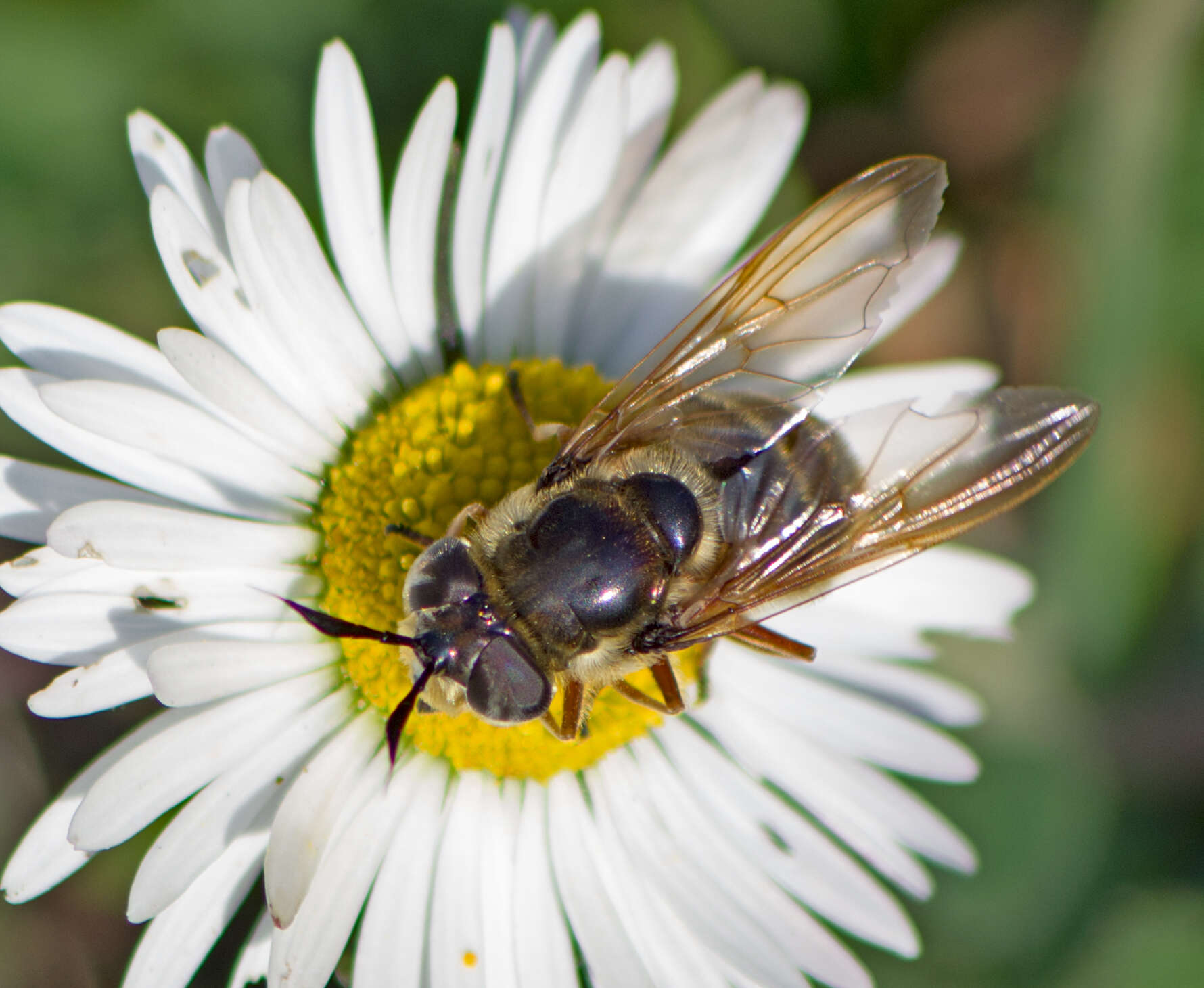 Image of Golden hoverfly