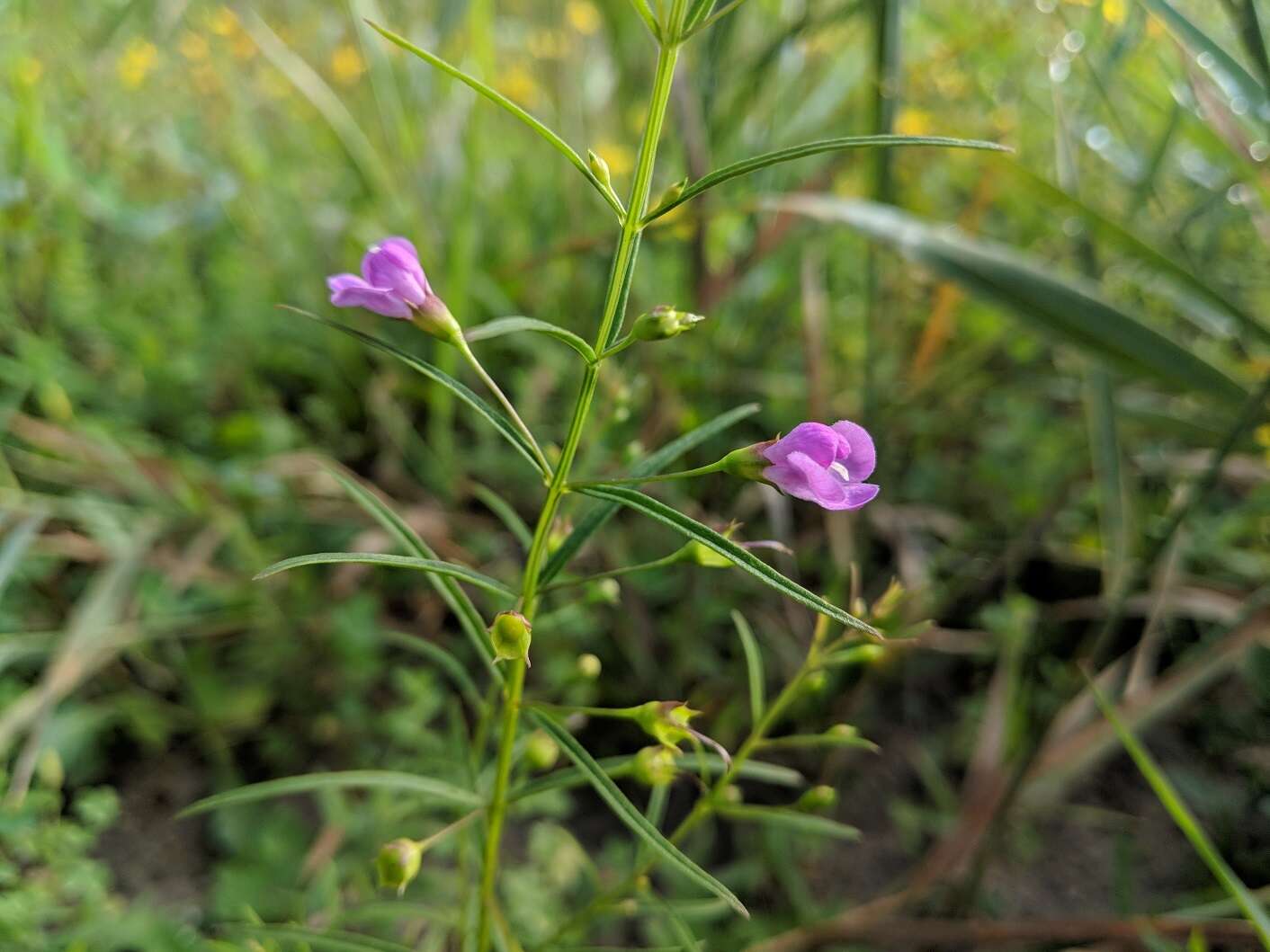 Image of slenderleaf false foxglove