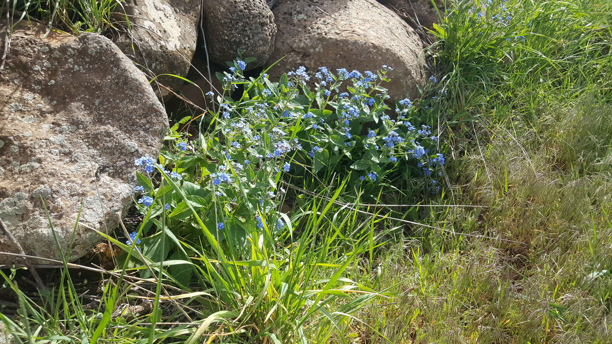 Plancia ëd Brunnera orientalis (Schenk) I. M. Johnst.