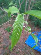 Imagem de Annona reticulata L.