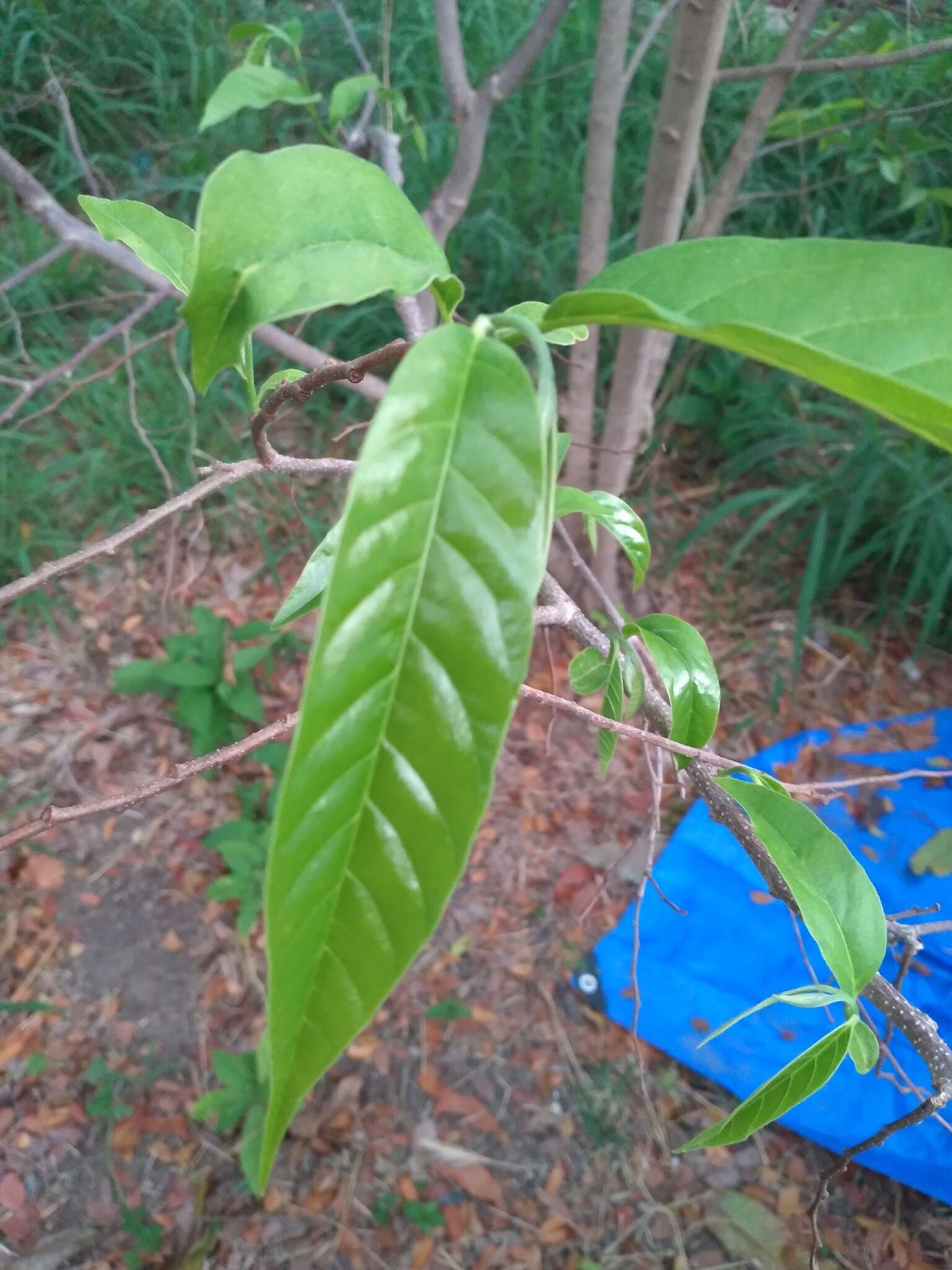 Слика од Annona reticulata L.