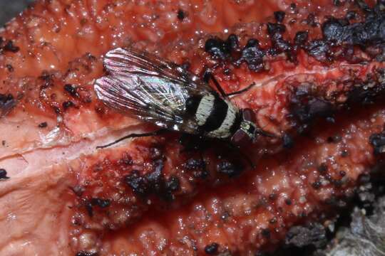 Plancia ëd Anthomyia medialis Colless 1982