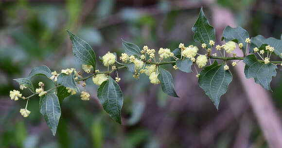 Acacia urophylla Benth. resmi