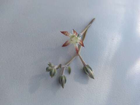 Image of Graptopetalum sinaloensis