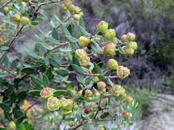 Image of <i>Phylica oleifolia</i>