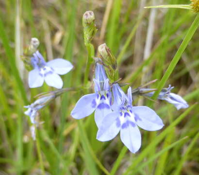 Sivun Lobelia flaccida (C. Presl) A. DC. kuva