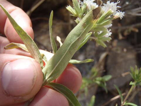 Sivun Stevia lemmonii A. Gray kuva