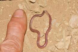 Image of Northern Blind Snake