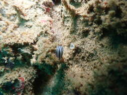 Image of Phyllidiopsis phiphiensis Brunckhorst 1993