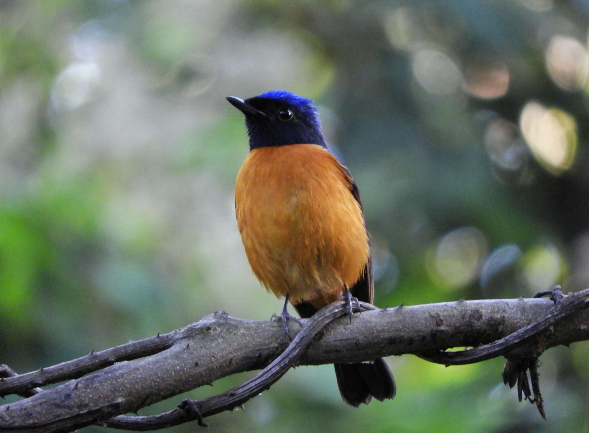 Image of Rufous-bellied Niltava