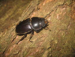 Image of Dorcus hopei (Saunders 1854)