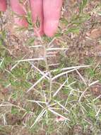 Слика од Vachellia kosiensis (P. P. Sw. ex Coates Palgr.) Kyal. & Boatwr.