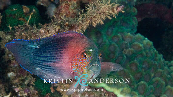 Image of Lined dottyback