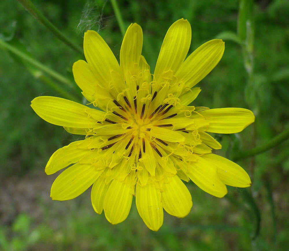 Image of Tragopogon dasyrhynchus Artemczuk