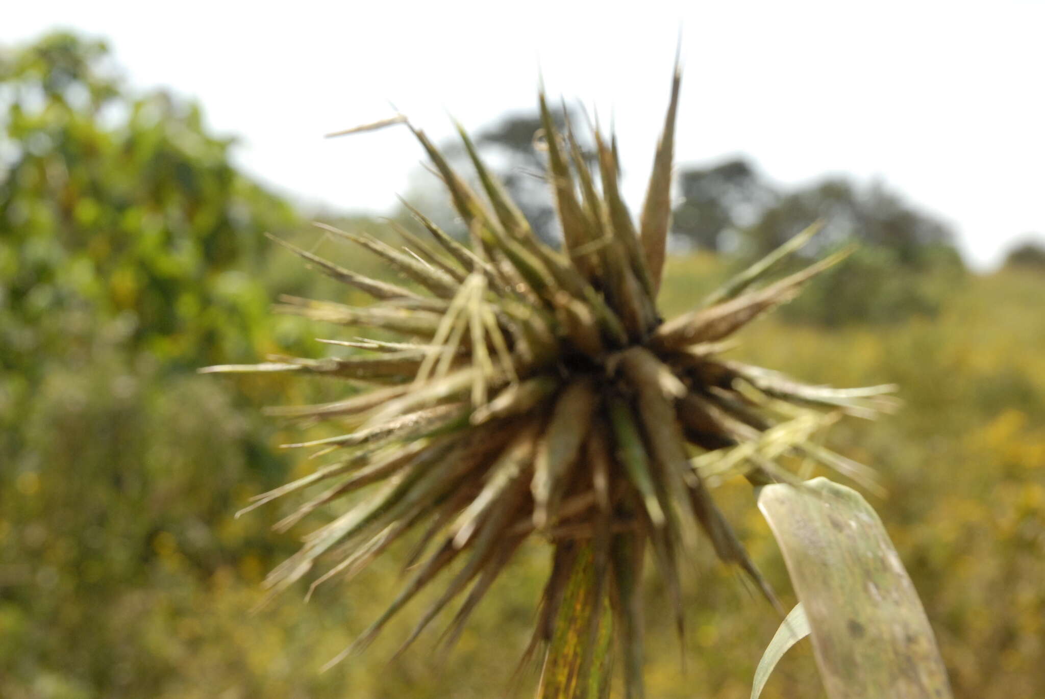 Imagem de Oxytenanthera abyssinica (A. Rich.) Munro