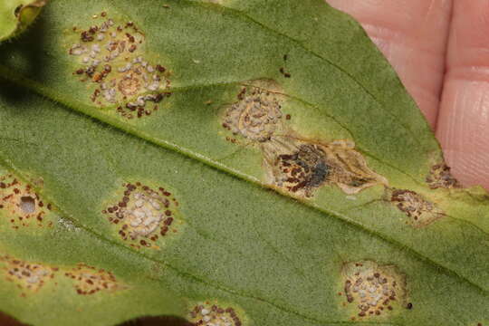 Image of Puccinia arenariae (Schumach.) J. Schröt. 1880