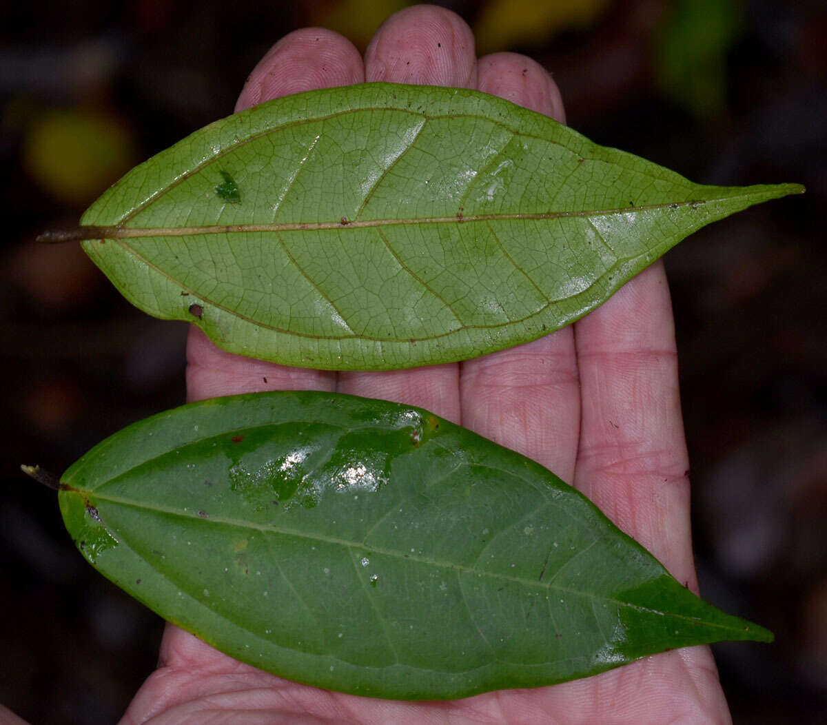 Rhodamnia sessiliflora Benth. resmi