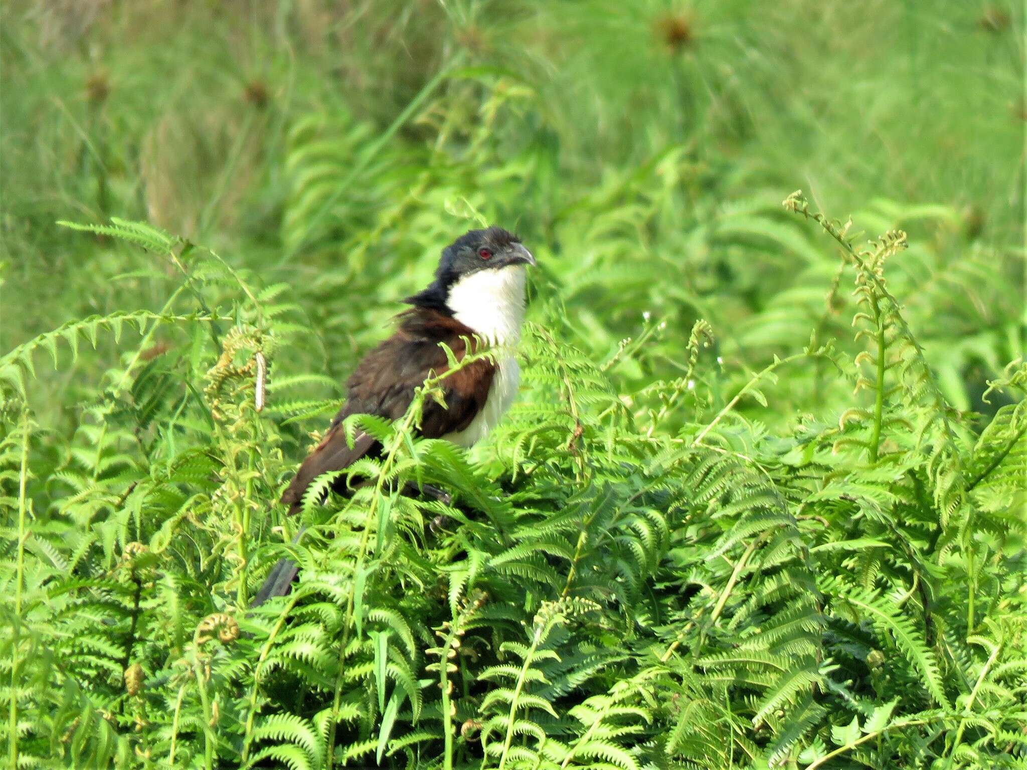 Image of Blue-headed Coucal