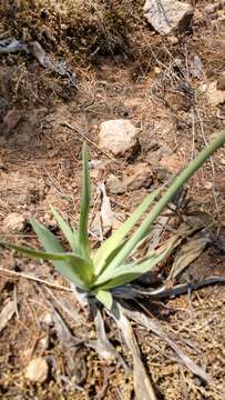 Image of Hemiphylacus latifolius S. Watson