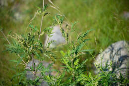 Image of Urtica cannabina L.