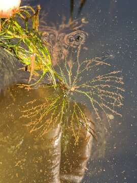 Image of Spineless Hornwort