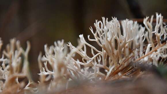 Image of Ramaria gracilis (Pers.) Quél. 1888