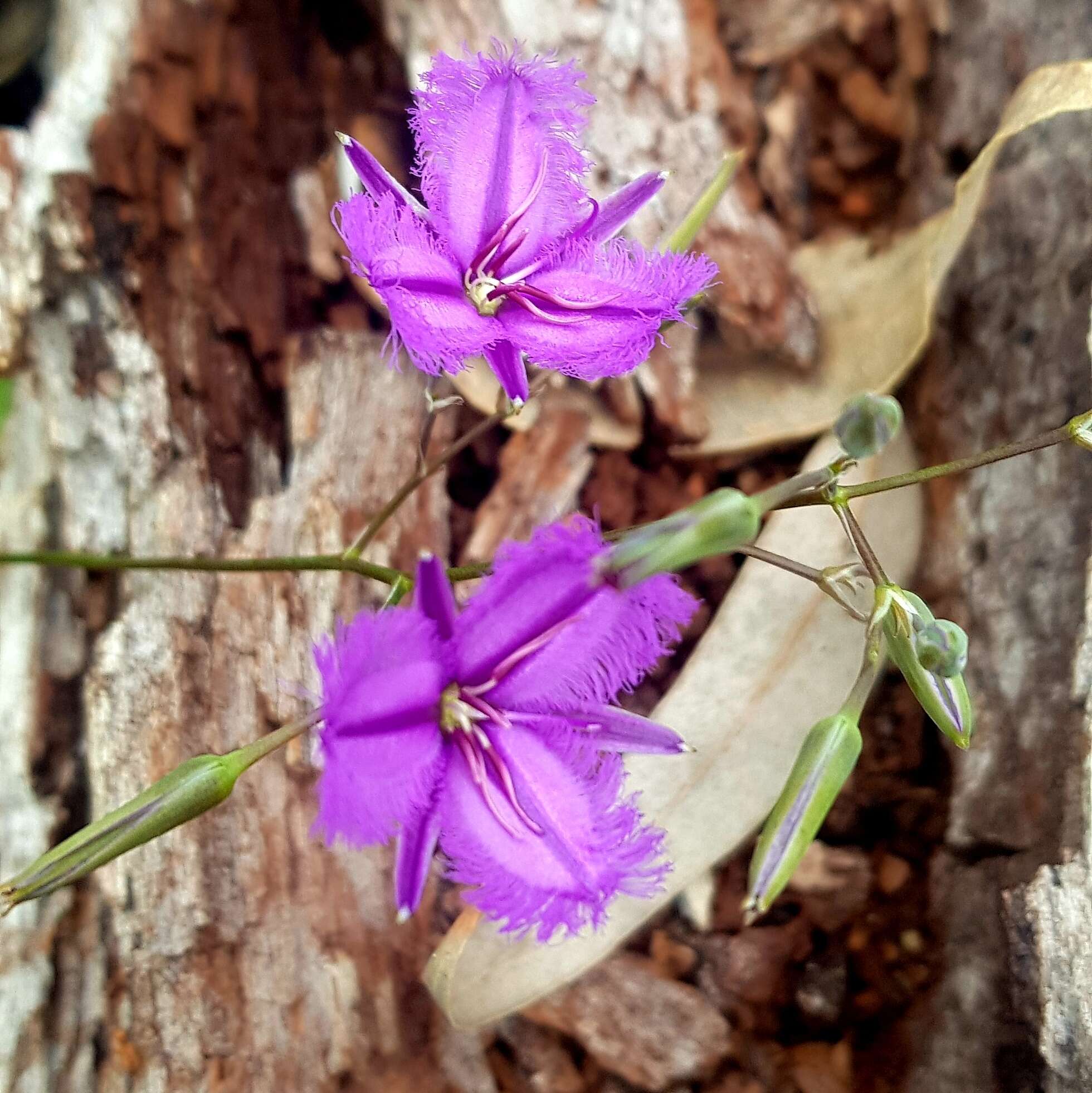 Image of Thysanotus manglesianus Kunth