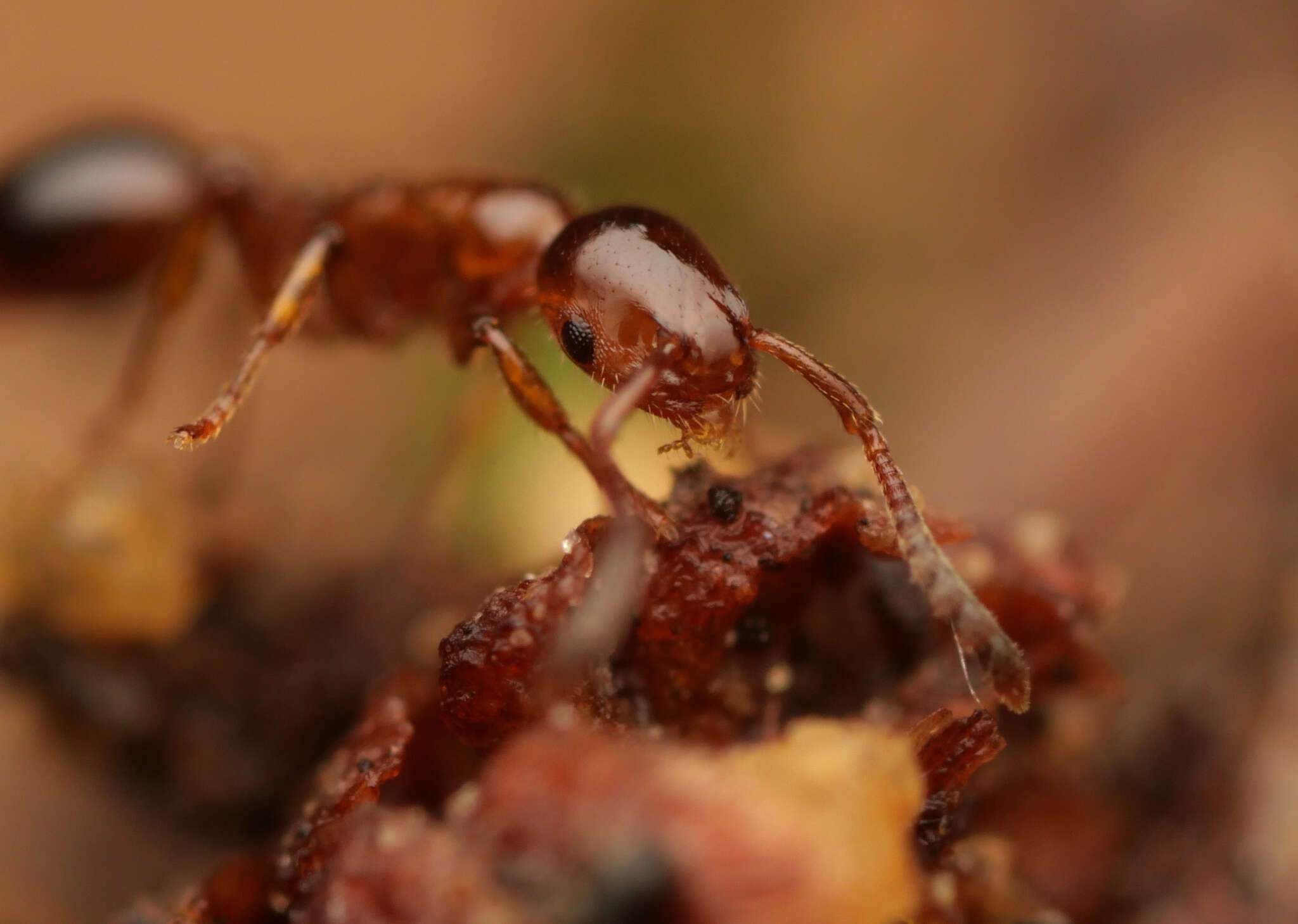 Image of Shining guest ant