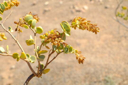 Image of Tetraena prismatocarpa (Sond.) Beier & Thulin