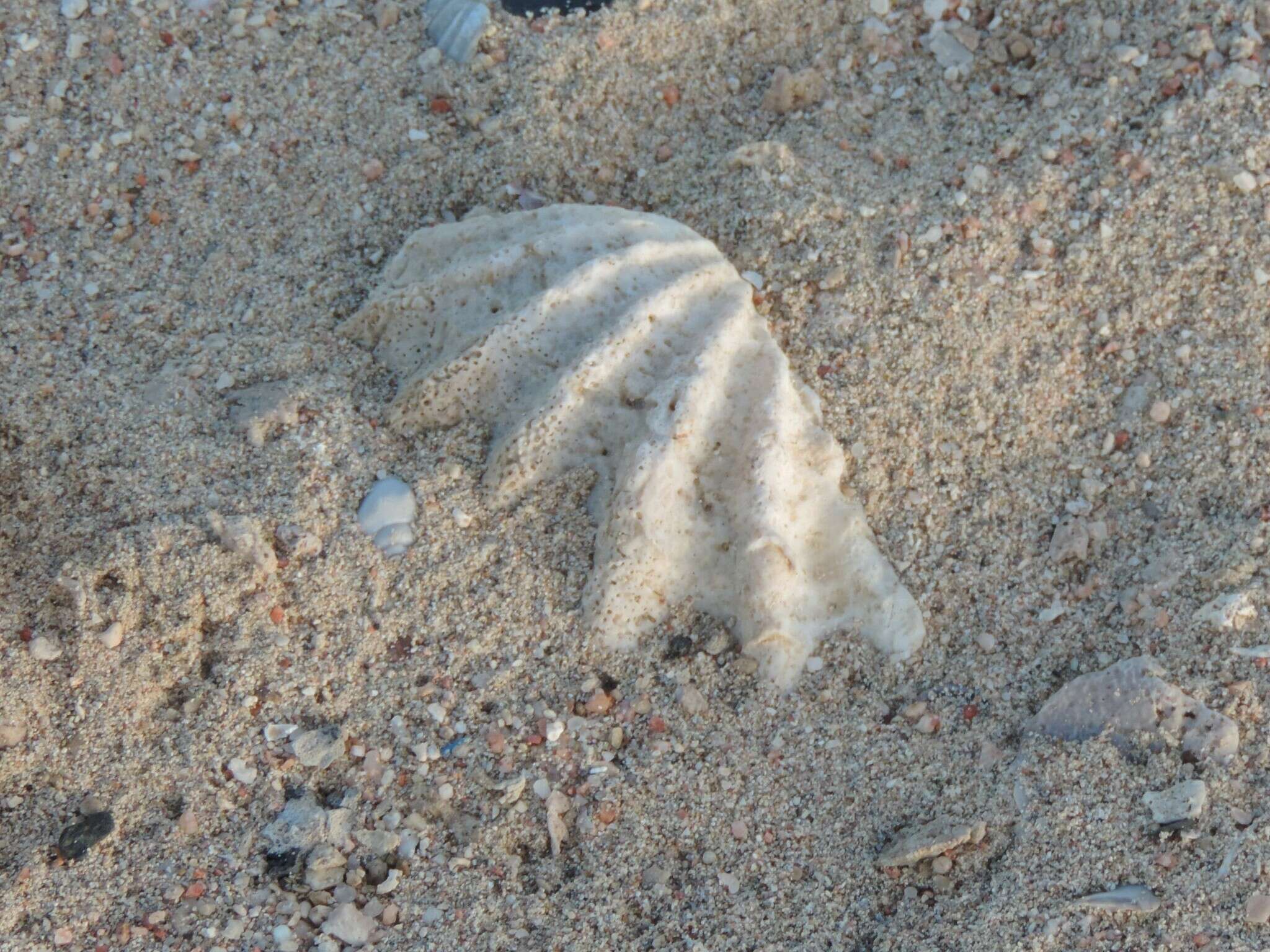 Image of Tridacna squamosina Sturany 1899