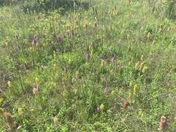 Image of Orchis wulffiana Soó