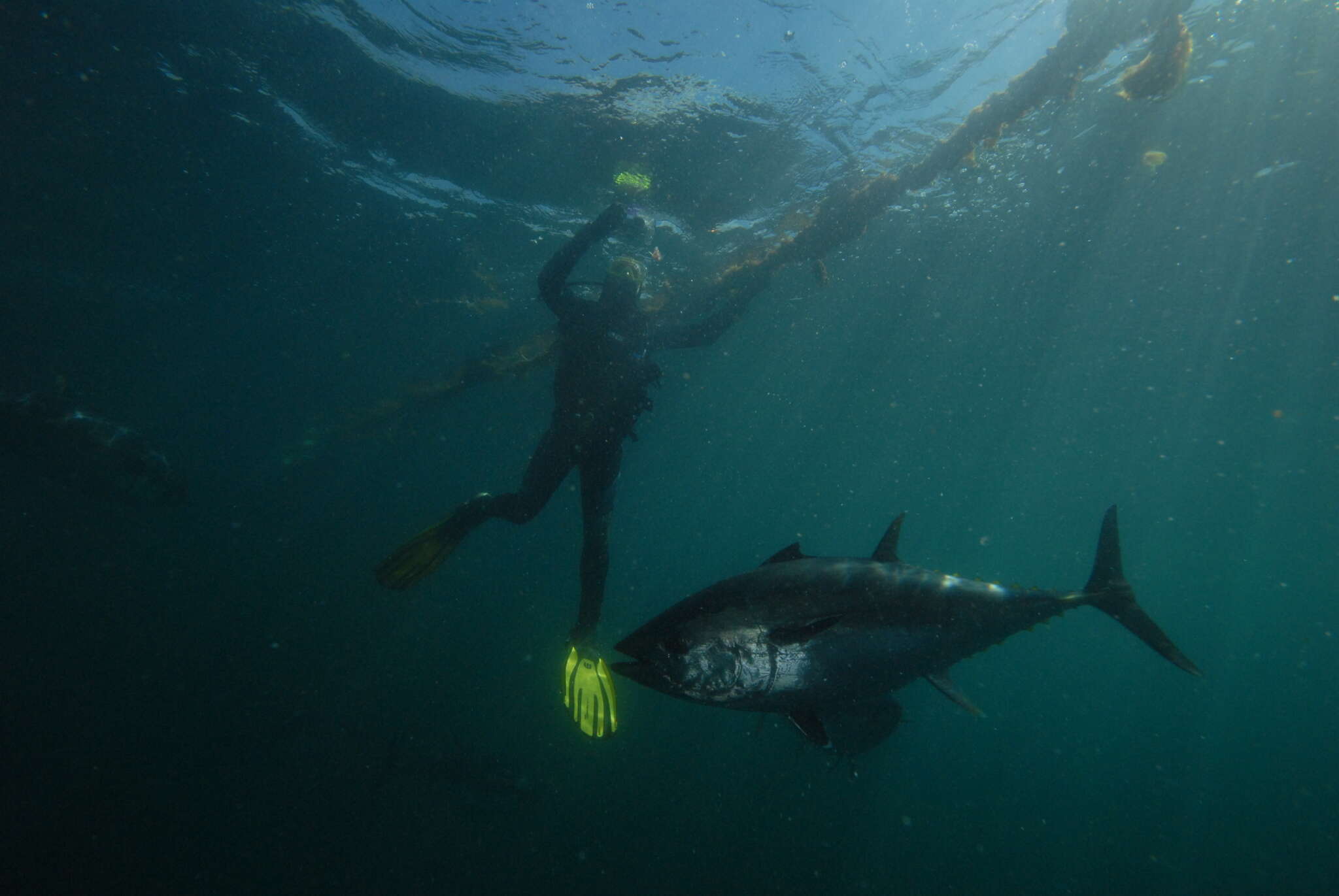 Image of Southern Bluefin Tuna