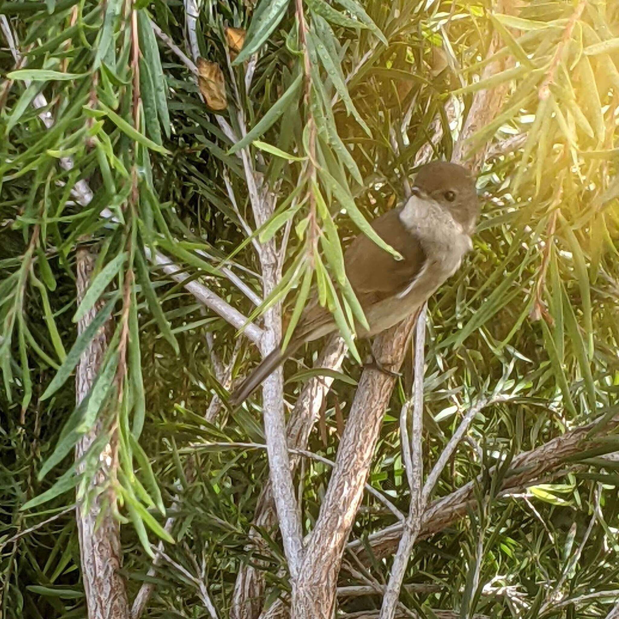 Imagem de Pachycephala pectoralis glaucura Gould 1845