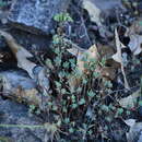 Plancia ëd Sedum havardii Rose