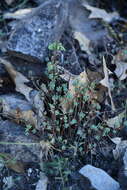 Image of Havard's stonecrop