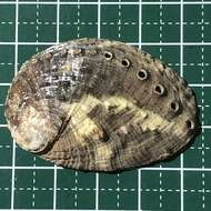 Image of variable abalone