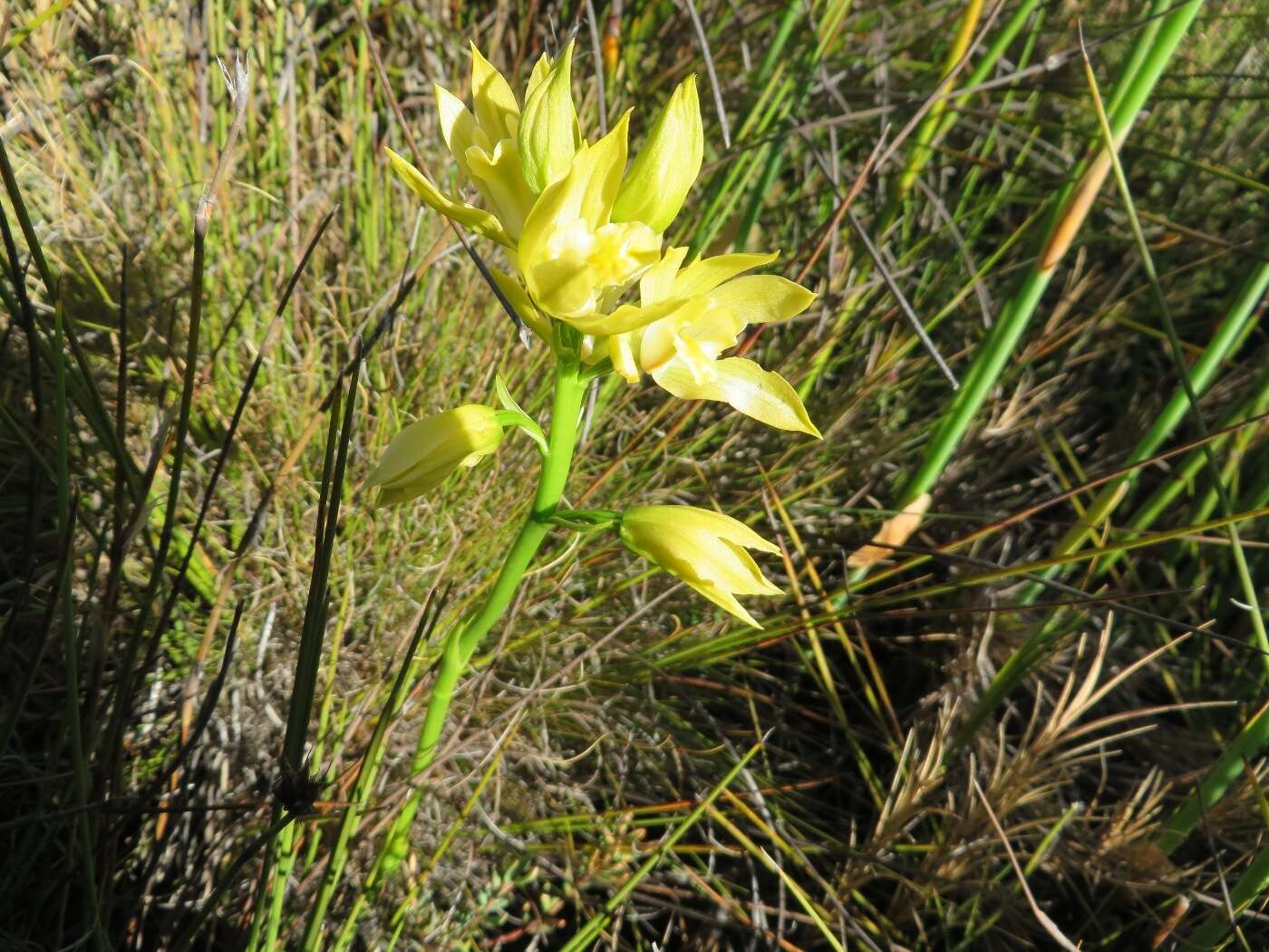 Eulophia tabularis (L. fil.) Bolus的圖片